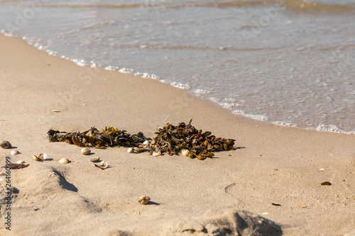 seawead at beach north sea photo