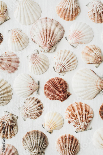 Fototapeta Sea shells pattern on white background