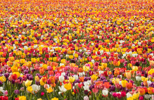 Colorful magical image of tulip field and tulip field © kazim kuyucu