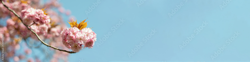 Cherry blossom blue sky banner Cherry blossom blue sky banner