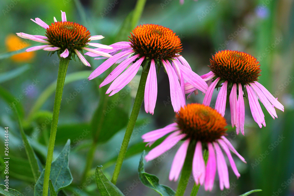 Purple coneflower flowers (Echinacea purpurea) Purple coneflower flowers (Echinacea purpurea)