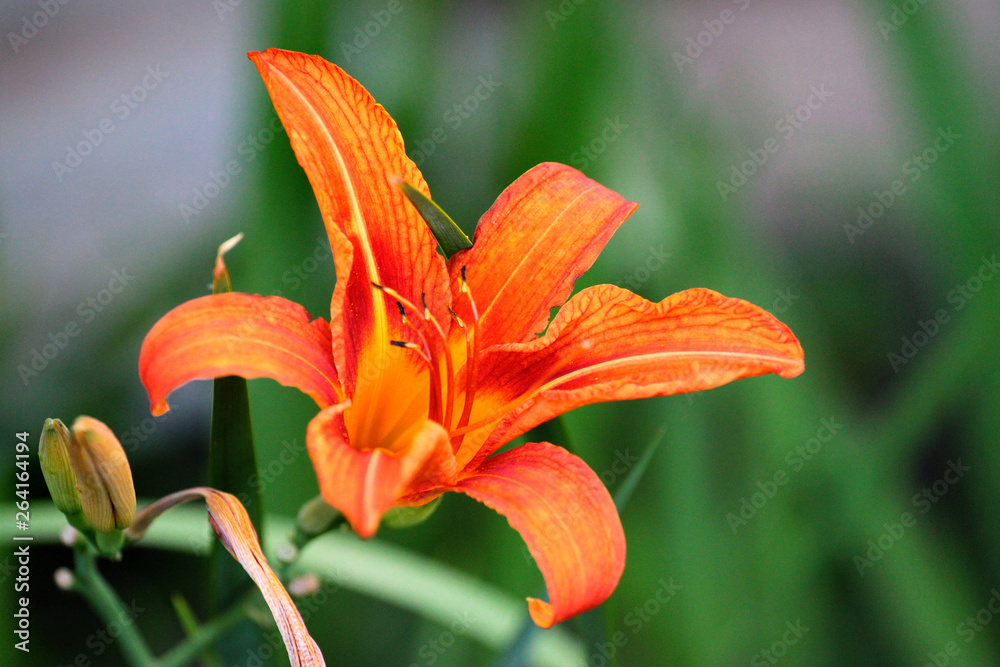 Tiger lily flower (Lilium bulbiferum) Tiger lily flower (Lilium bulbiferum)