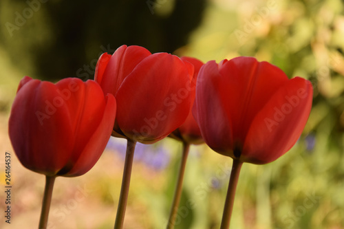 three red tulips