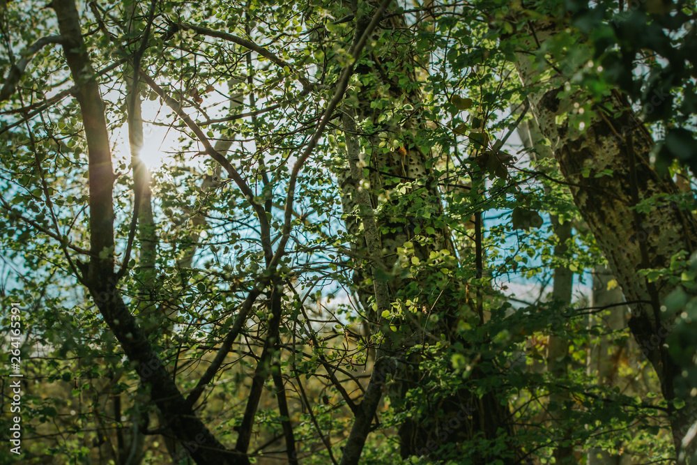 Fototapeta premium Fotest