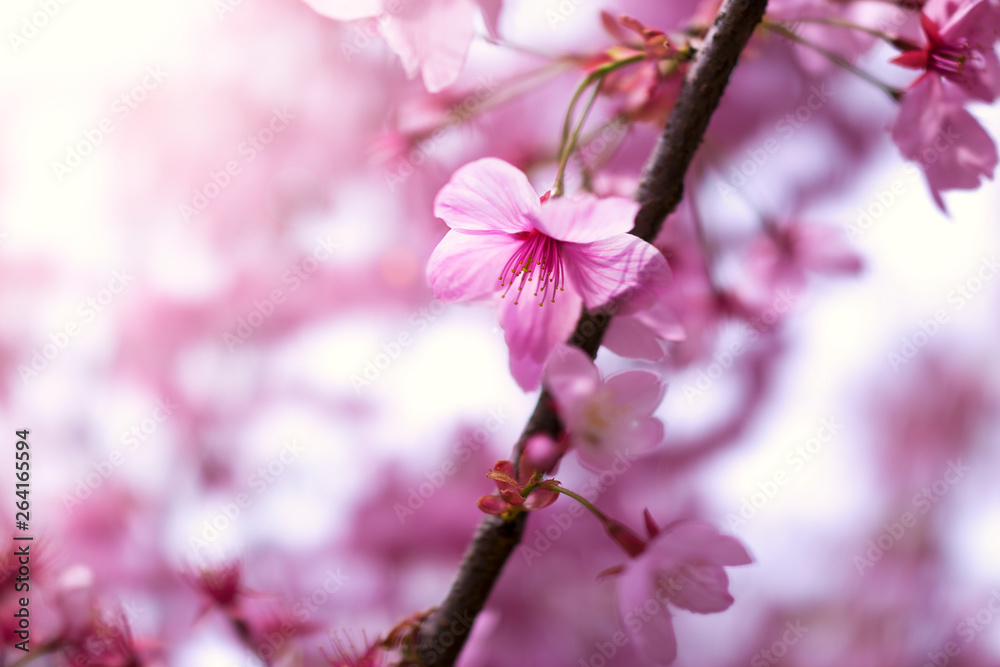 Close up of sakura tree flowers Close up of sakura tree flowers