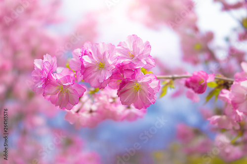 Close up of sakura tree flowers