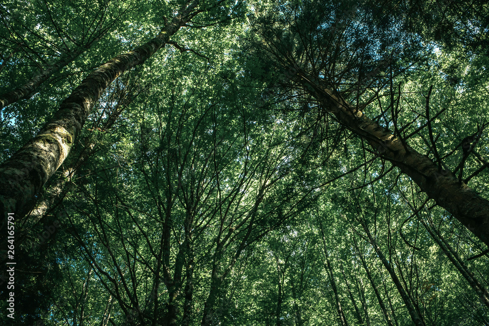 Naklejka premium Fotest