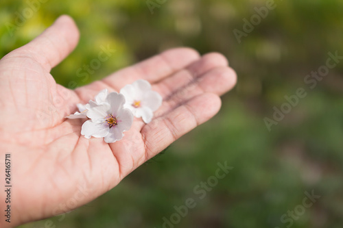 Sakura or cherry blossom flower in man hand