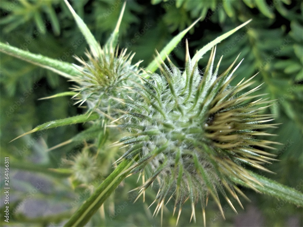 Thistles on a Tree Thistles on a Tree