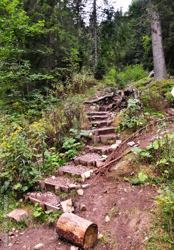 way in forest