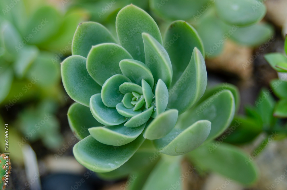 cactus and flower on garden growup many spicy cactus and flower on garden growup many spicy