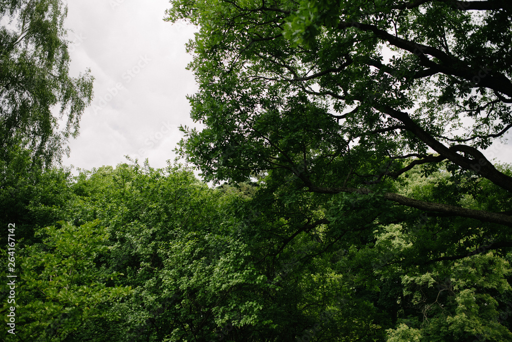 Landscape with trees with green leaves in clear daytime Landscape with trees with green leaves in clear daytime