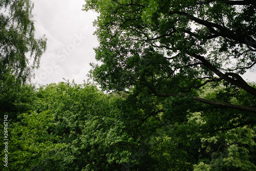 Landscape with trees with green leaves in clear daytime