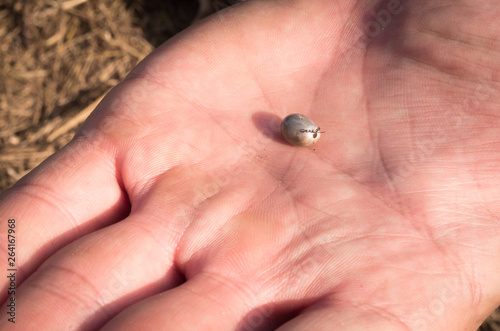 The tick engorged with blood moves on the man hand close up, swollen tick stirs in the palm of a man removed from the dog photo