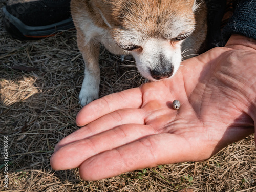 The tick engorged with blood moves on the man hand close up, swollen tick stirs in the palm of a man removed from the dog. The dog sniffs a tick that has been removed from its body photo