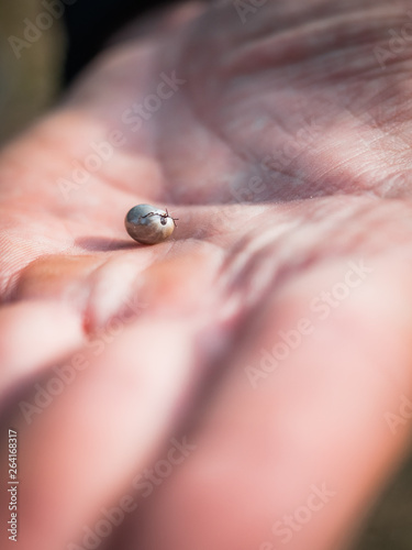 The tick engorged with blood moves on the man hand close up, swollen tick stirs in the palm of a man removed from the dog