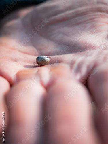 The tick engorged with blood moves on the man hand close up, swollen tick stirs in the palm of a man removed from the dog photo