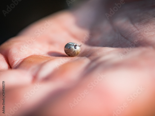 The tick engorged with blood moves on the man hand close up, swollen tick stirs in the palm of a man removed from the dog photo