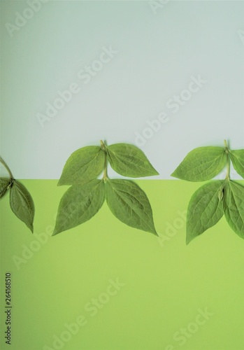 background og leaves