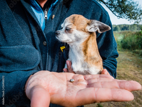 The tick engorged with blood moves on the man hand close up, swollen tick stirs in the palm of a man removed from the dog photo