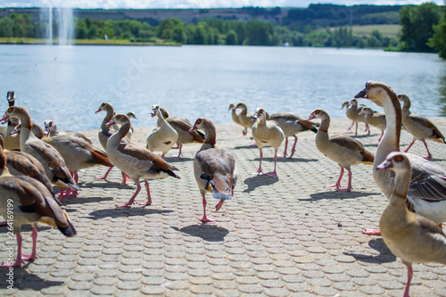 Team, group or raft of ducks walking on asphalt of a park, with a pool at the background. Wildlife photo