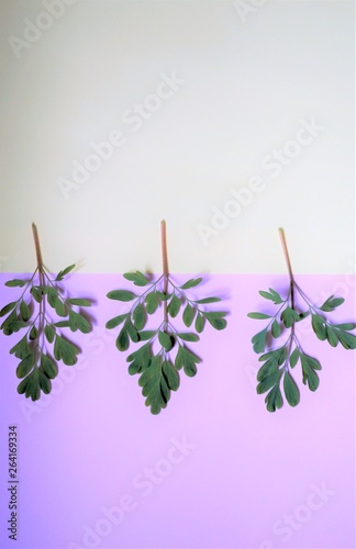 leaves on lilac background