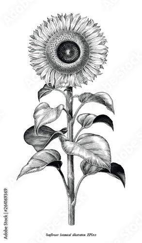 Antique engraving illustration style of Sunflower botanical black and white clip art isolated on white background