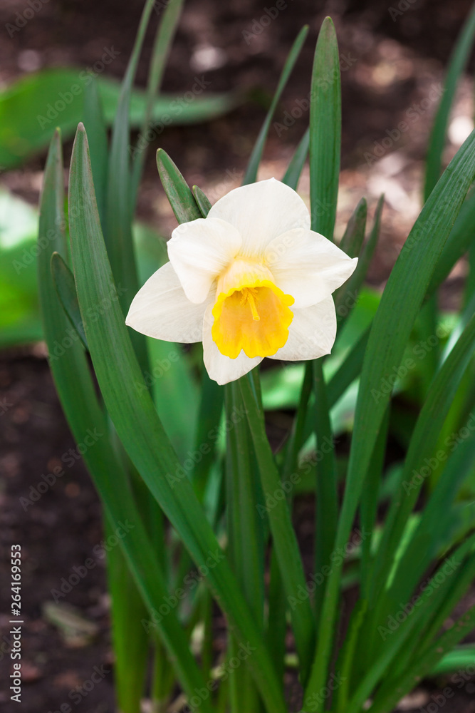 white daffodils white daffodils