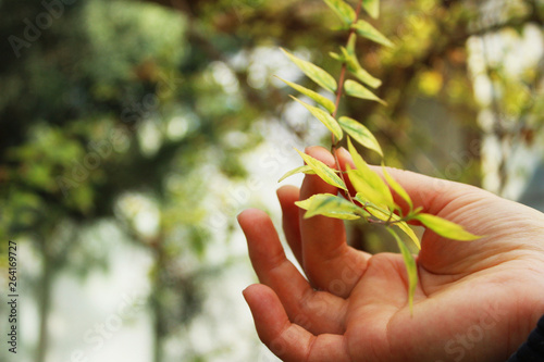 Beautiful branch. The hand of man. Fingers go on a branch.