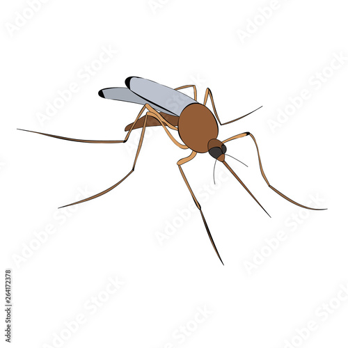  isolated, mosquito, brown © zolotons