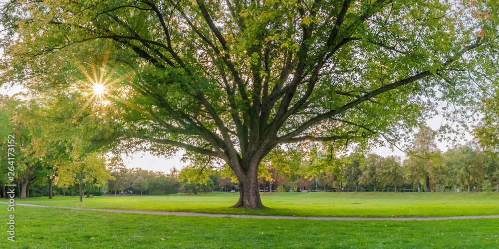 Obraz premium full grown tree in the park
