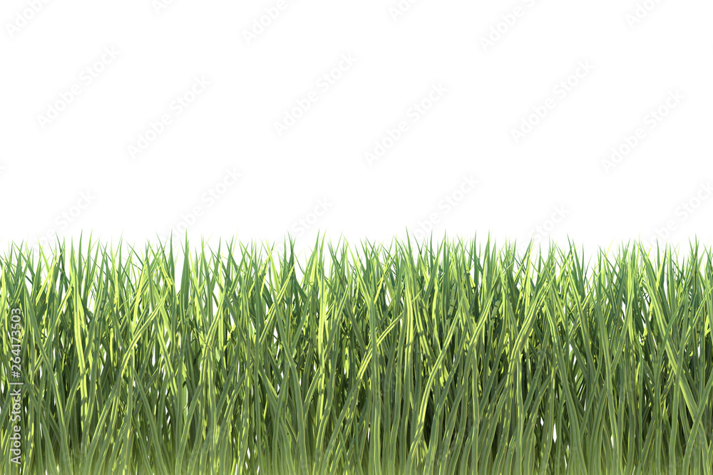 Fototapeta premium green grass on white background 3d render