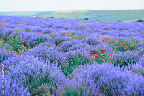 lavender flower field, beautiful summer landscape