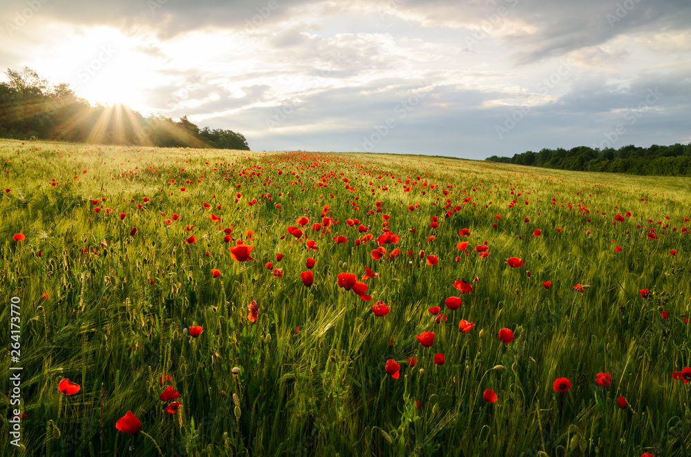 poppy field illuminated by rising sun poppy field illuminated by rising sun