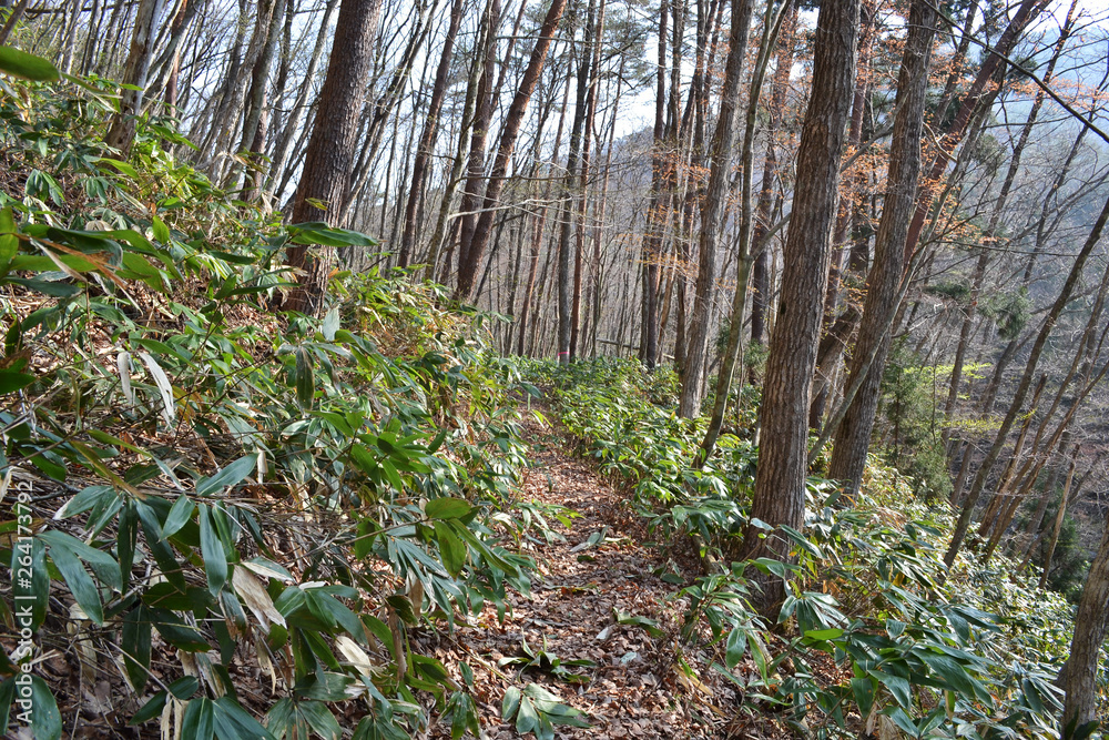 Fototapeta premium クマザサの道