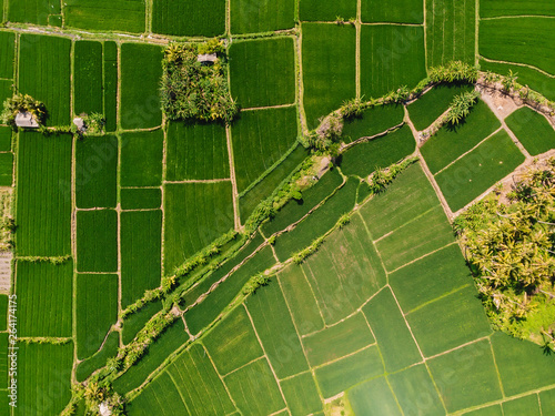 Aerial view of green rice fields. Nature in Bali