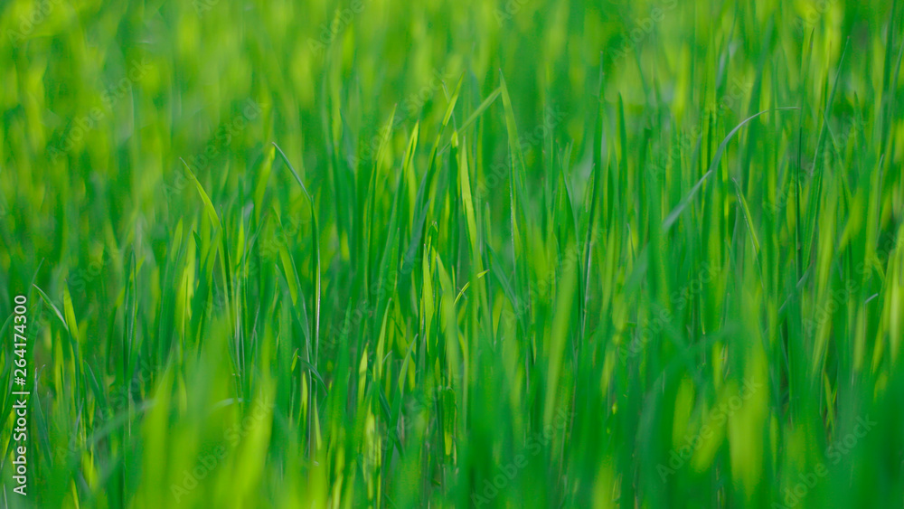 fresh spring green grass. natural background.