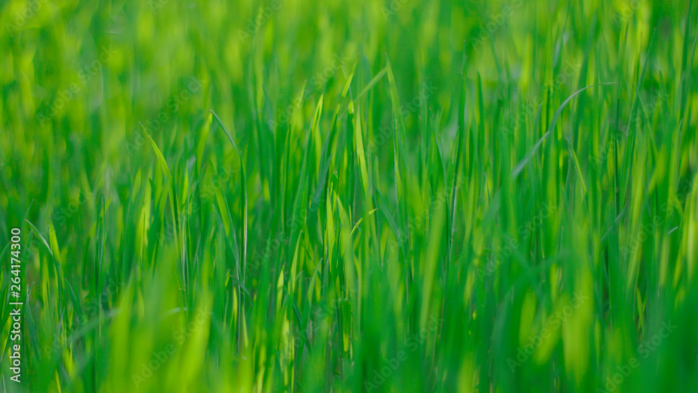 fresh spring green grass. natural background. fresh spring green grass. natural background.
