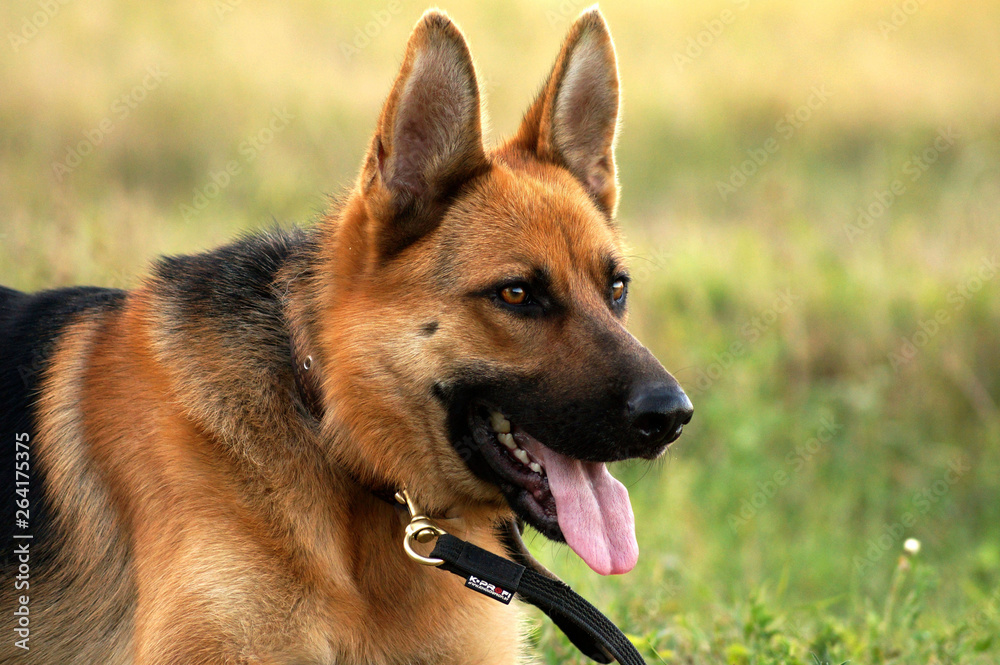 portrait of a dog