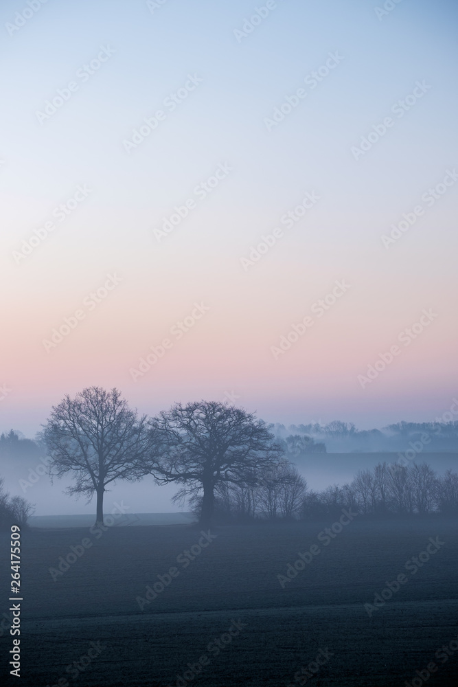 Obraz premium Bäume im Nebel an einem Wintermorgen unter farbigem Himmel