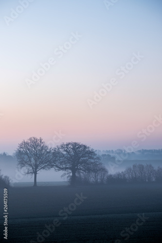Bäume im Nebel an einem Wintermorgen unter farbigem Himmel