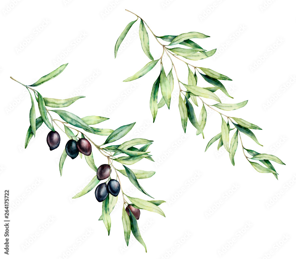 Watercolor olive tree branch set with black olives and leaves. Hand ...