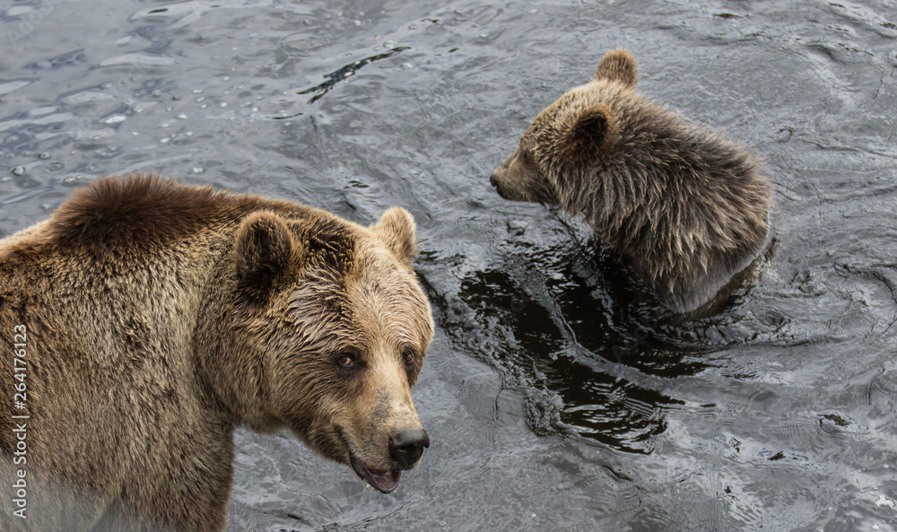 Fototapeta premium Cute family of brown bear mother bear and its baby playing in the dark water. Ursus arctos beringianus. Kamchatka bear.