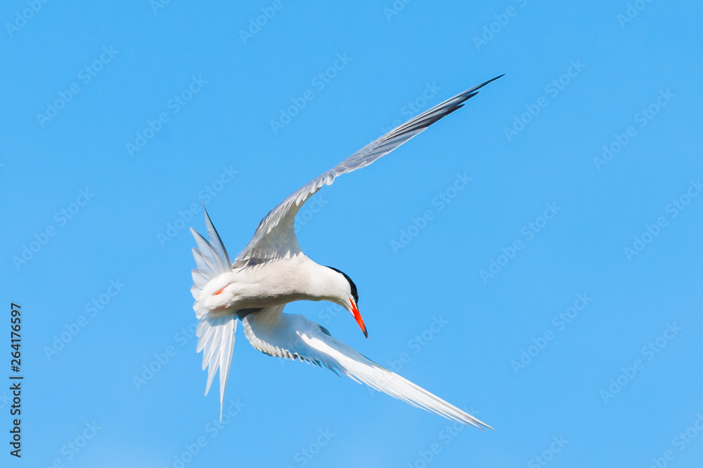 Obraz premium Common Tern flying in the blue sky. Ready to hunt