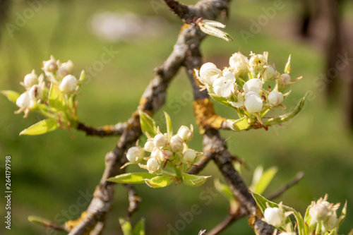Spring bloom trees. macro. Buds, green fresh background.