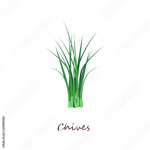 Bunch of green chives. Fresh organic food. Cooking herbs concept. Vector illustration can be used for topics like seasoning, salad ingredient, gardening, horticulture
