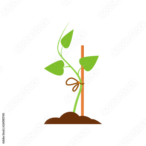 Green sapling. Sprout tied to prop. Agriculture attributes concept. Vector illustration can be used for topics like gardening, horticulture, cultivation