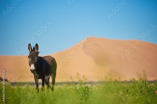 a donkey in front of the big dune