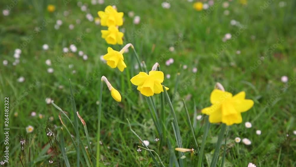 yellow flowers sway in the wind yellow flowers sway in the wind