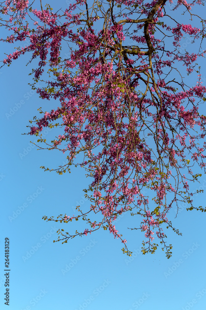Tree (Cercis siliquastrum) with pink flowers Tree (Cercis siliquastrum) with pink flowers